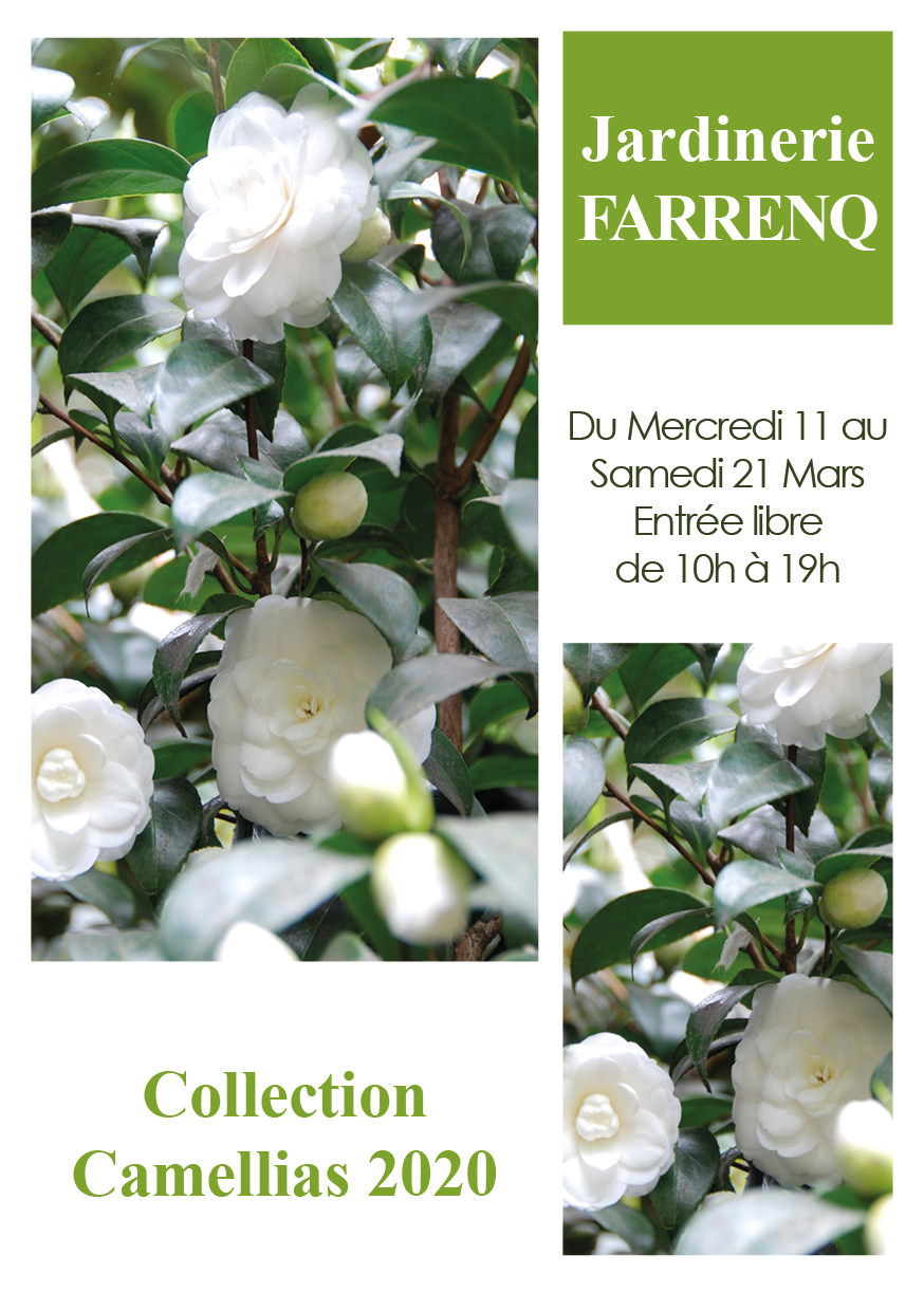 Collection camellias 2020