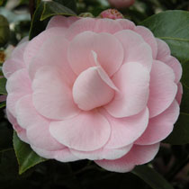 #camelia #camellia #jardineriefarrenq #collectioncamellias2019