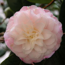 #camelia #camellia #jardineriefarrenq #collectioncamellias2019