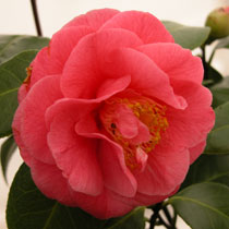 #camelia #camellia #jardineriefarrenq #collectioncamellias2019camellias2018