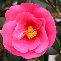 #camelia #camellia #jardineriefarrenq #collectioncamellias2019